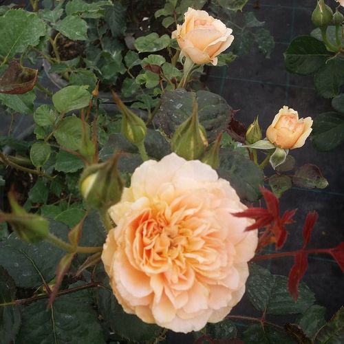 Sárgabarack - Csokros virágú - magastörzsű rózsafa- bokros koronaforma